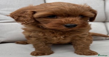 Cavapoo dogs - Advert 11