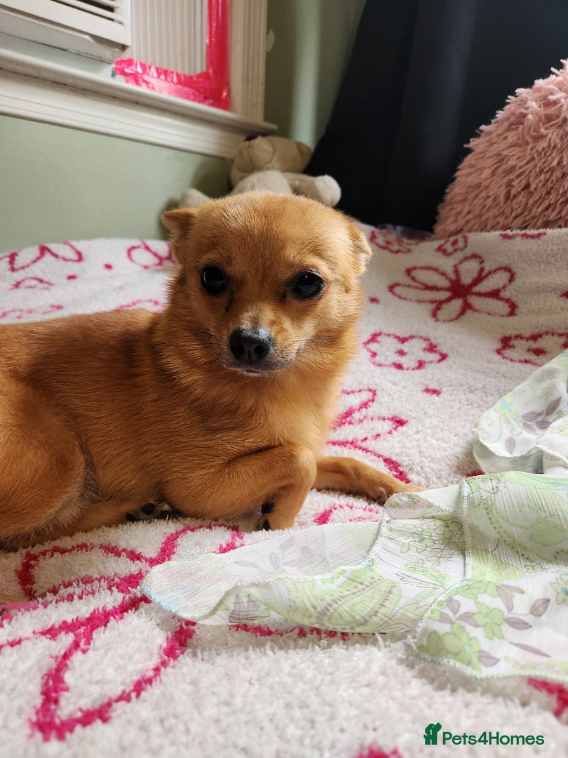 Chihuahua dogs Dainty deer head chi puppy in Taunton - Advert 3