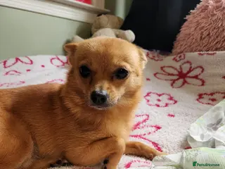 Chihuahua dogs Dainty deer head chi puppy in Taunton - Advert 3