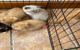 Persian cats for sale: Persian x - Image 3