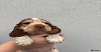 Cocker Spaniel dogs - Advert 5