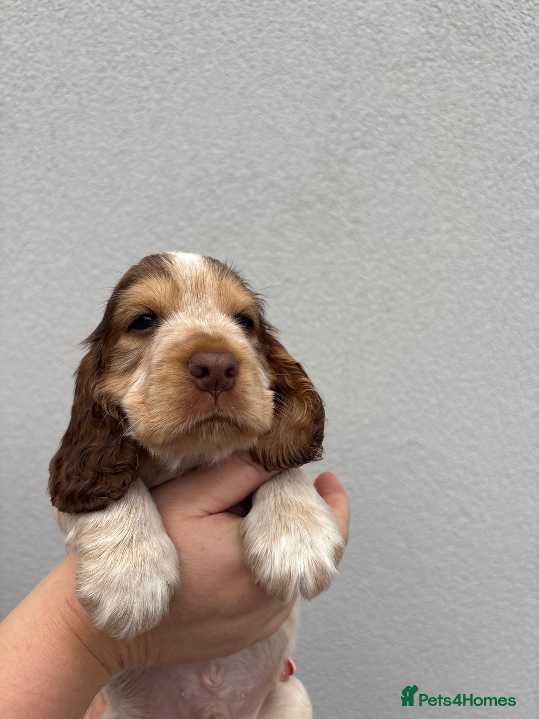 Cocker Spaniel dogs for sale: beautiful KC show cocker spaniel puppies  - Image 20