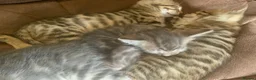 Bengal cats for sale: Stunning Bengal kitties - Advert 3