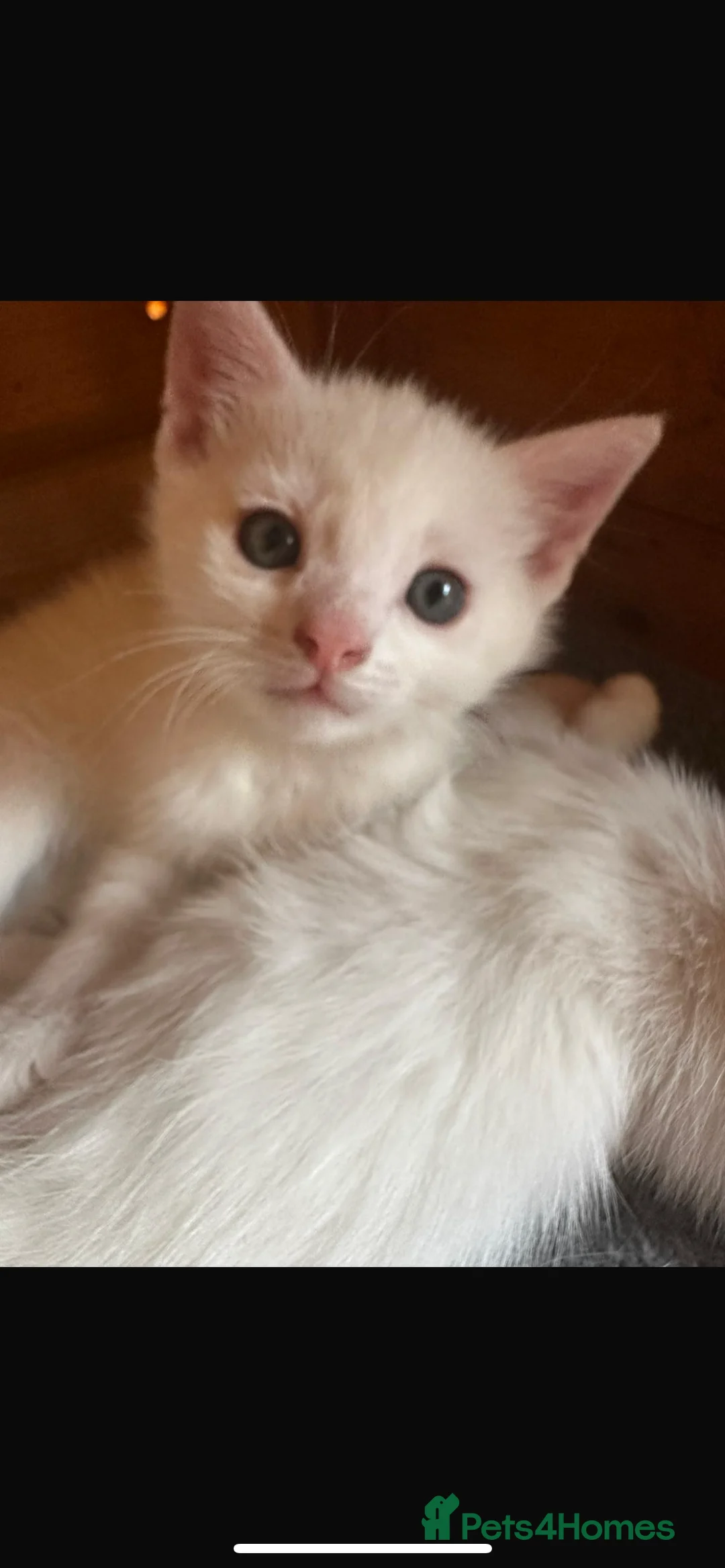 British Shorthair cats for sale: Beautiful Girl Kittens in Carshalton - Advert 11