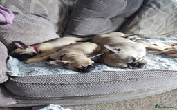 French Bulldog dogs for sale: French bulldog puppy  - Image 4