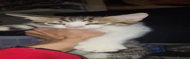 Mixed Breed Kitten 3
