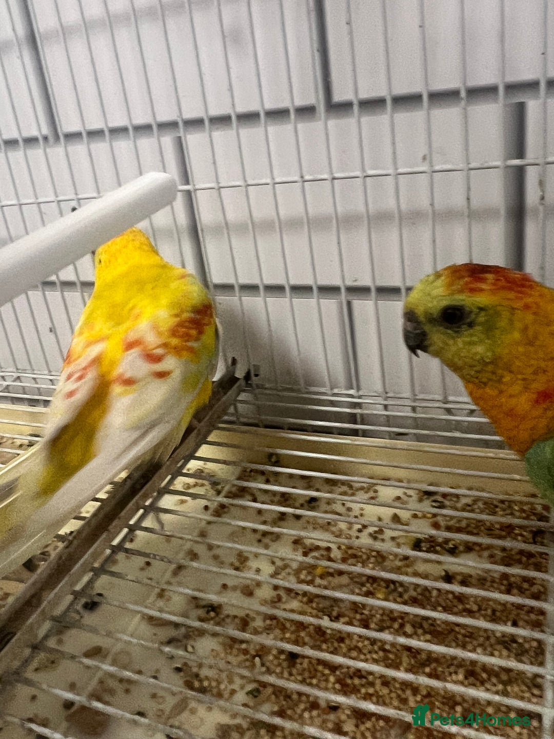 Parrots birds for sale: Pair of red rumps - Image 3