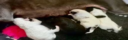 Mixed Breed dogs for sale: Gorgeous Whippet x Poodle puppies - Advert 6