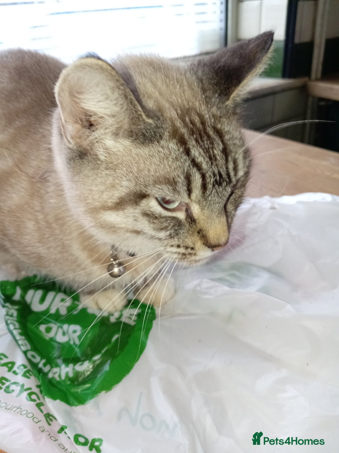 Mixed Breed cats for sale: Two female cats looking for homes  - Advert 2