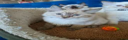 Ragdoll cats for sale: Registered/Pedigree/Stunning/Ragdolls  - Advert 24