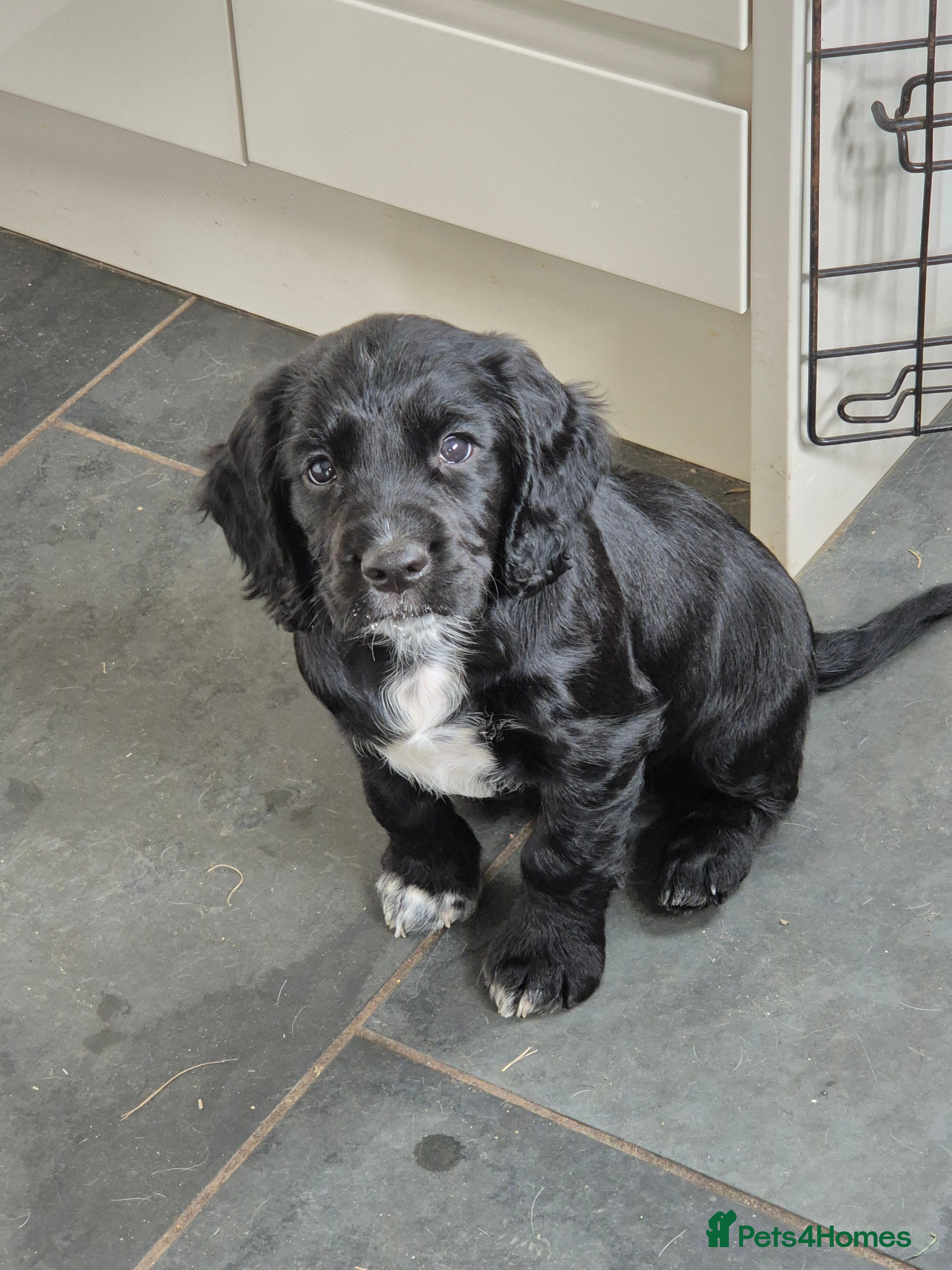 Cocker Spaniel Puppy 2 - Storm