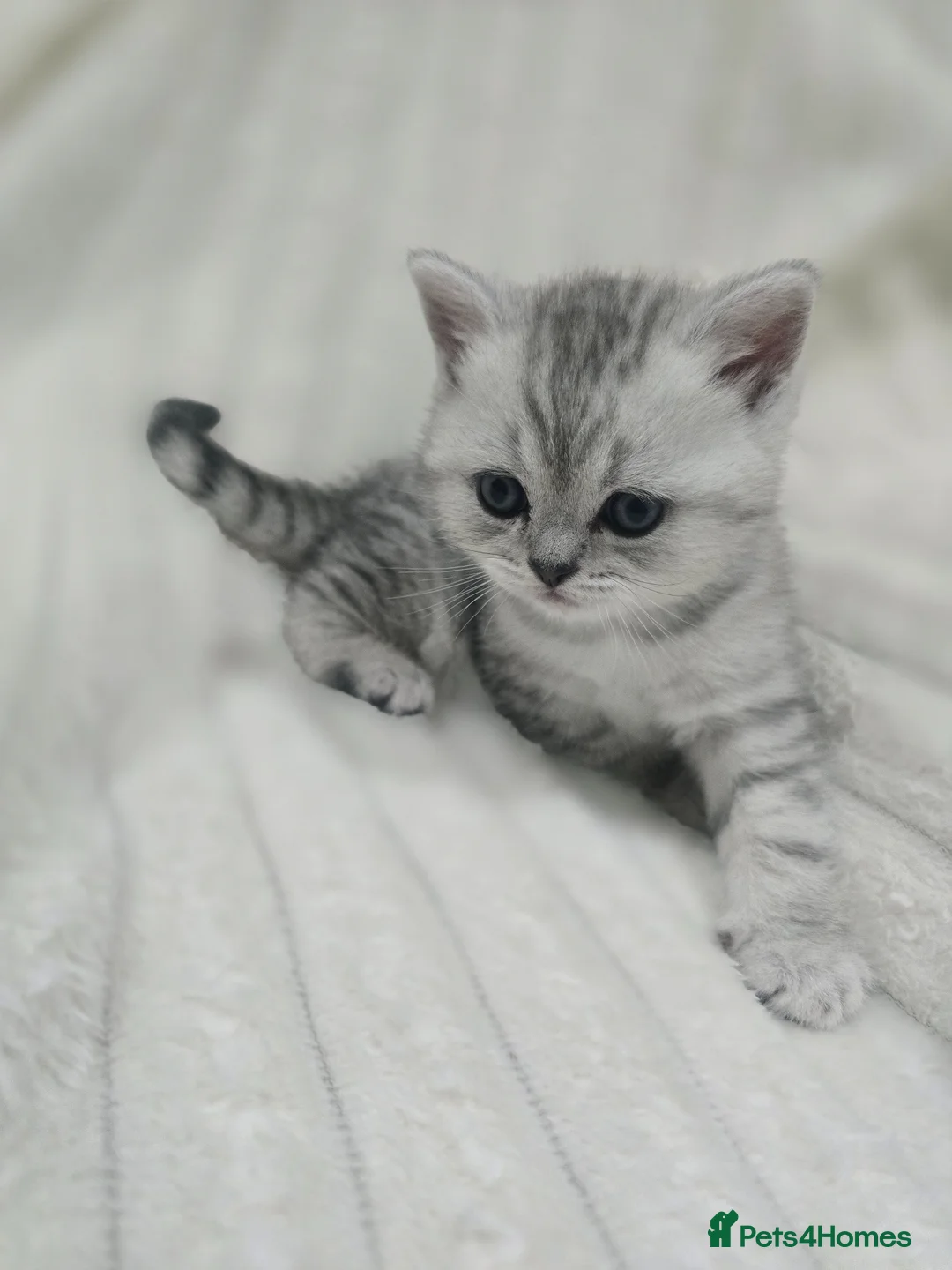 British Shorthair cats for sale: British Shorthair Kittens – Ready End May - Advert 11