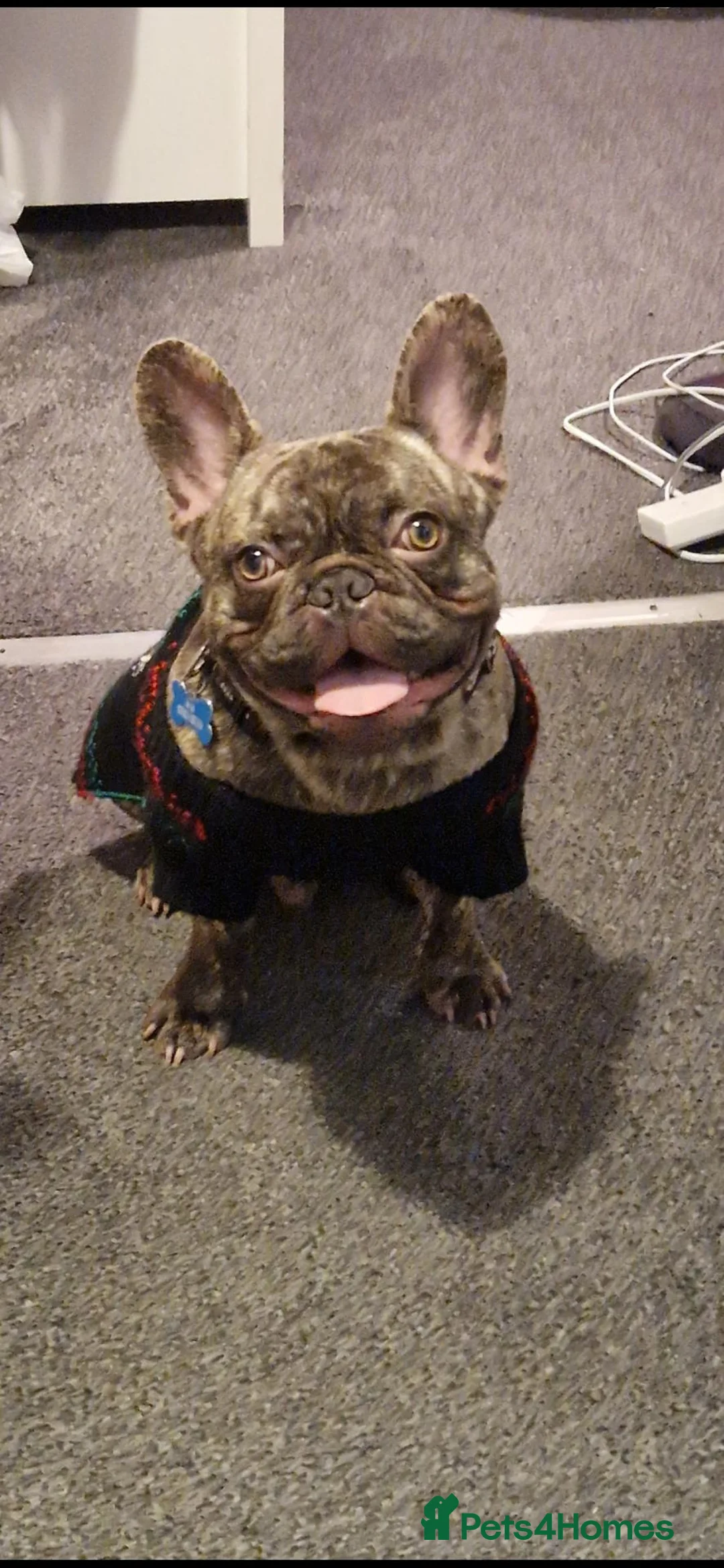 French Bulldog dogs for sale: Male French Bulldog - Advert 4