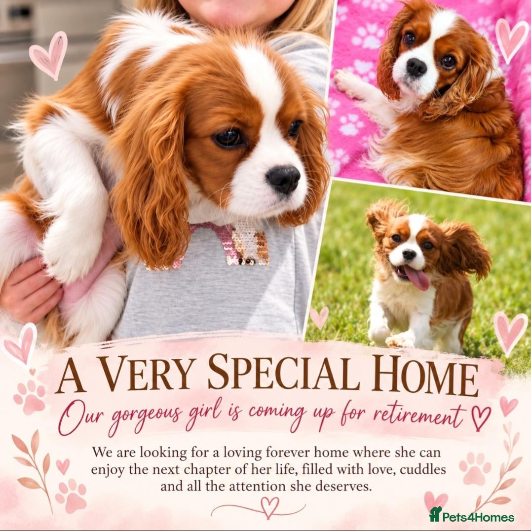 Cavalier King Charles Spaniel dogs 2 female Cavalier King Charles spaniel adults  - Advert 3