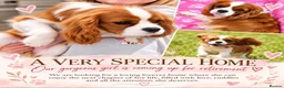 Cavalier King Charles Spaniel dogs for sale: 2 female Cavalier King Charles spaniel adults  - Advert 1