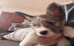Mixed Breed dogs for sale: Siberian Husky X Staff/Lhasa Apso. Only 2 left!!  - Image 12