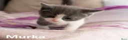 Mixed Breed cats for sale: 2 Affectionate British Shorthair Cross Kittens - Advert 30