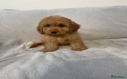 Cockapoo dogs for sale: 1 outstanding boy available  - Image 4