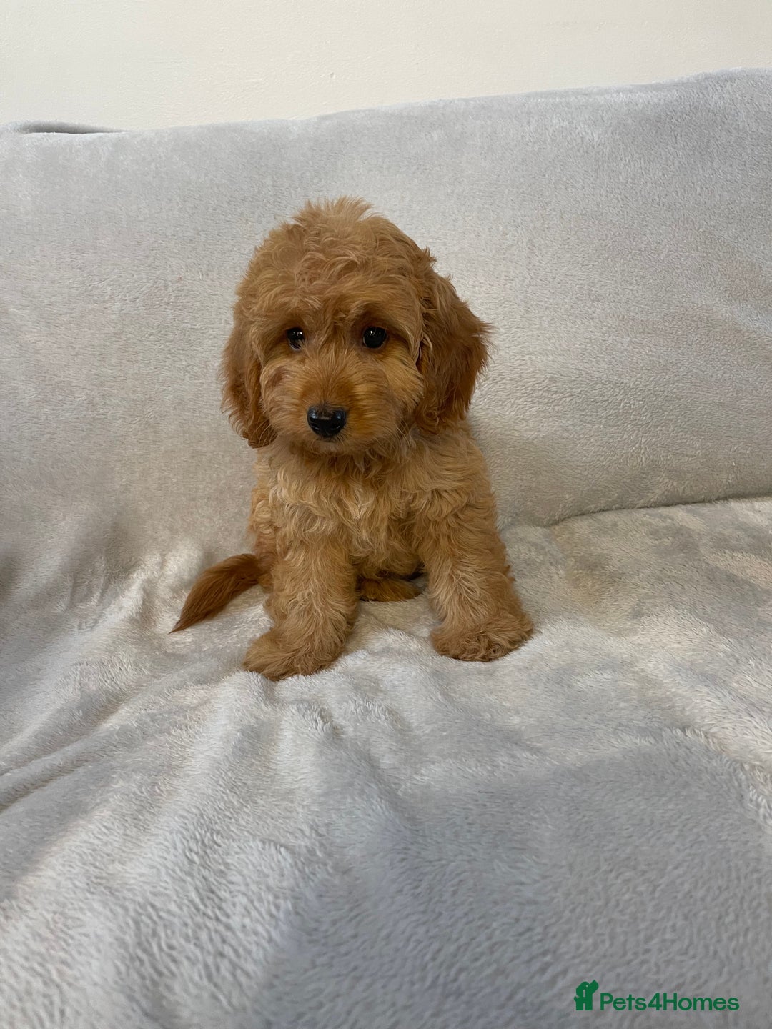 Cockapoo dogs for sale: 1 outstanding boy available  - Image 4