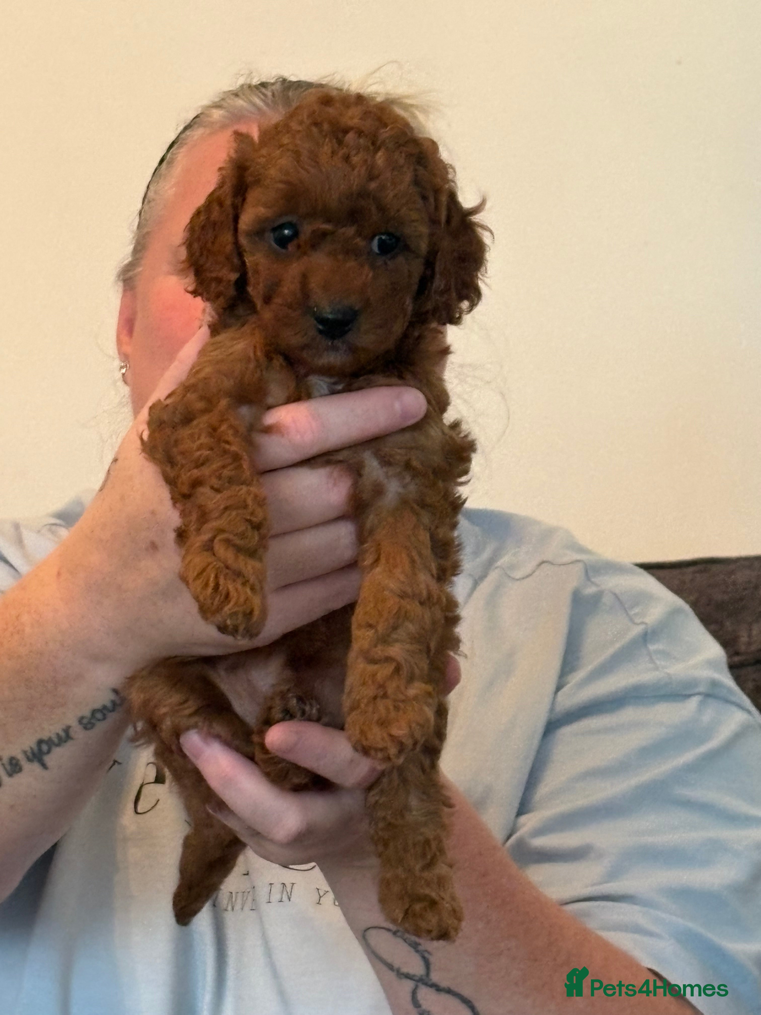 Cavapoo dogs Cavapoo puppies  - Advert 2