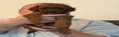 Cavapoo 5