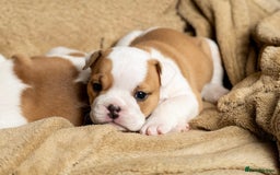 English Bulldog dogs for sale: Beautiful British Bulldog’s  - Image 9