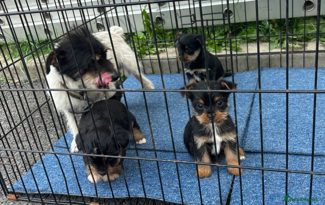 Mixed Breed dogs for sale: 3 beautiful yorkie Russell for sale  - Image 12