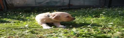 Golden Retriever dogs for sale: Litter of Golden Retriver puppies in Peterborough - Advert 12