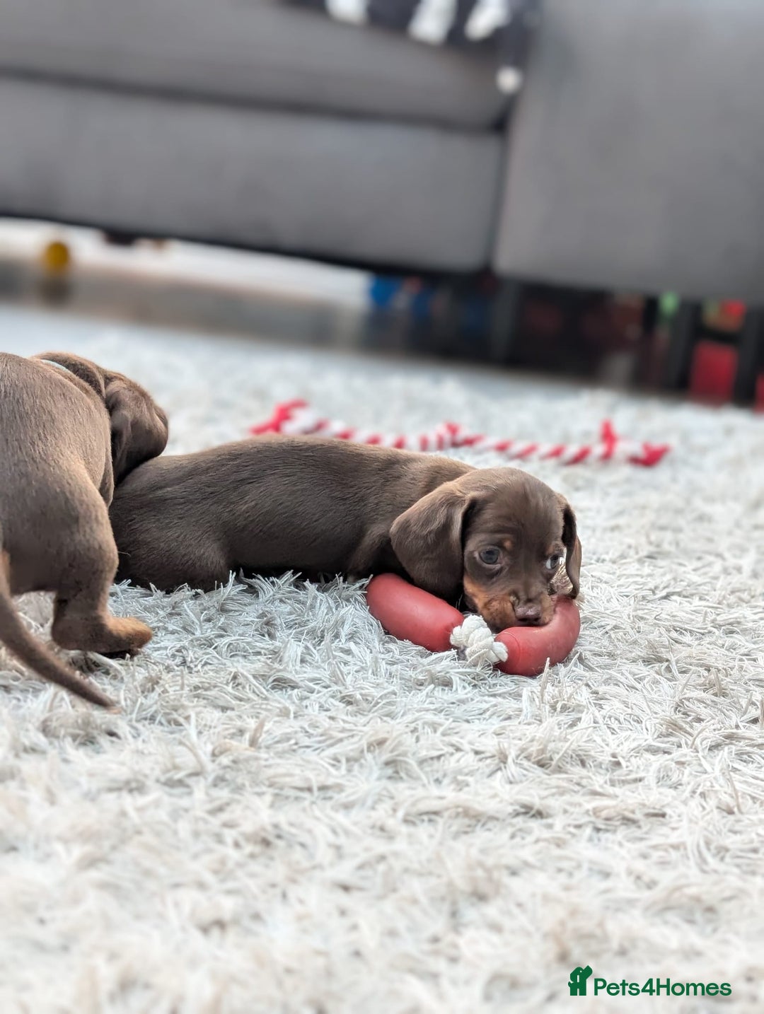 Miniature Dachshund dogs for sale: Adorable little of miniature daschunds  - Advert 28