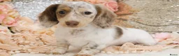 Miniature Dachshund dogs for sale: KC Longhair Miniature Dachshund Puppies - Advert 30