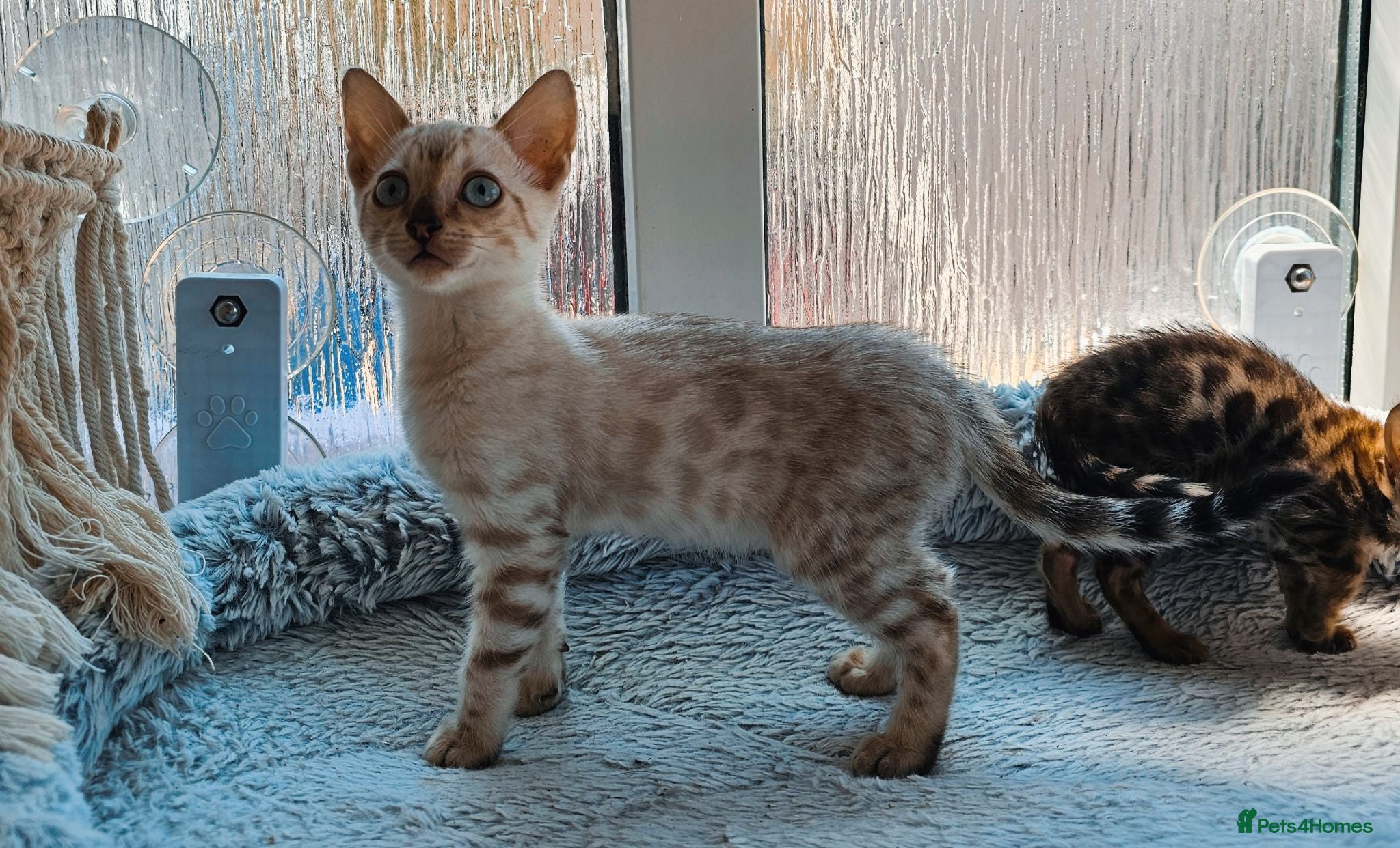 Bengal cats Stunning Bengal Kittens - Advert 4