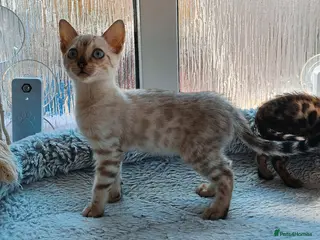 Bengal cats Stunning Bengal Kittens - Advert 4