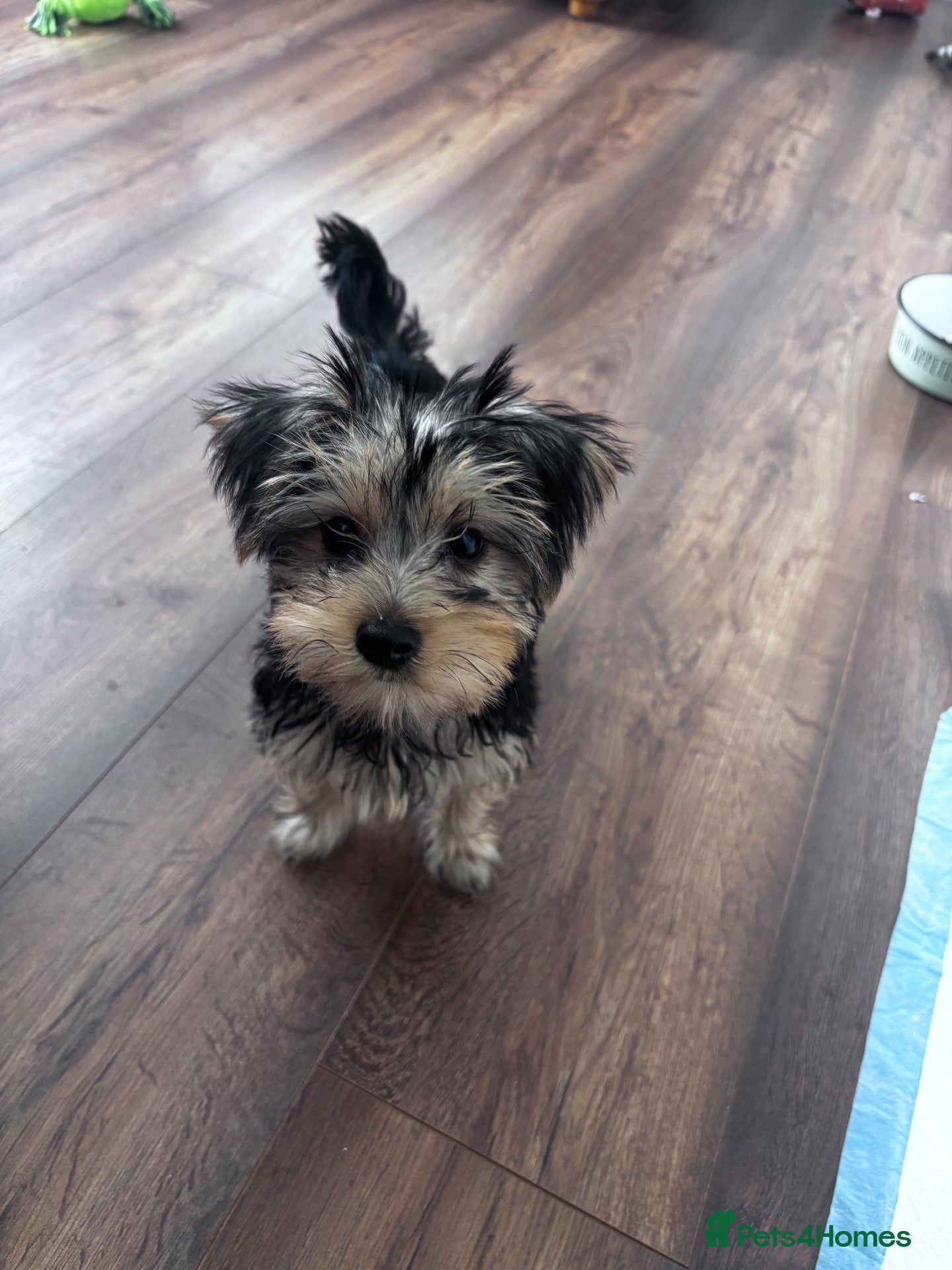 Yorkshire Terrier dogs Yorkshire terrier puppy 13 weeks old - Advert 8
