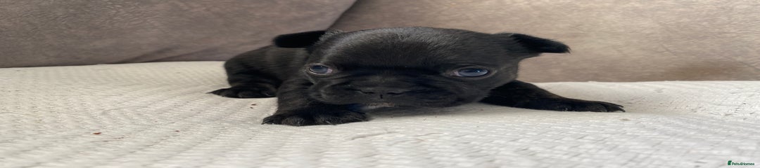 French Bulldog Puppy 5