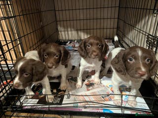 English Springer Spaniel dogs Beautiful boys available - Advert 18