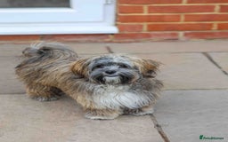 Mixed Breed dogs for adoption: Gilbert the hypoallergenic dog - Image 11