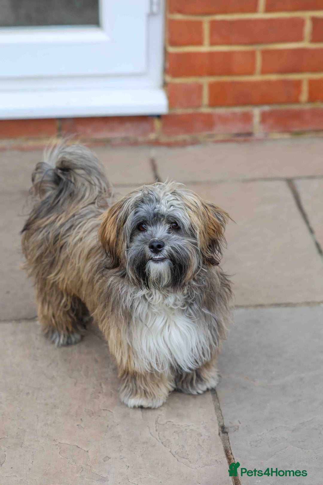 Mixed Breed dogs for adoption: Gilbert the hypoallergenic dog - Image 11