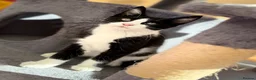 Maine Coon cats for sale: TORTOISESHELL MAINE COON X KITTENS - Advert 13