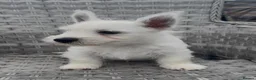 West Highland Terrier dogs for sale: West Highland Terrier Pups ready for new home Now - Advert 3