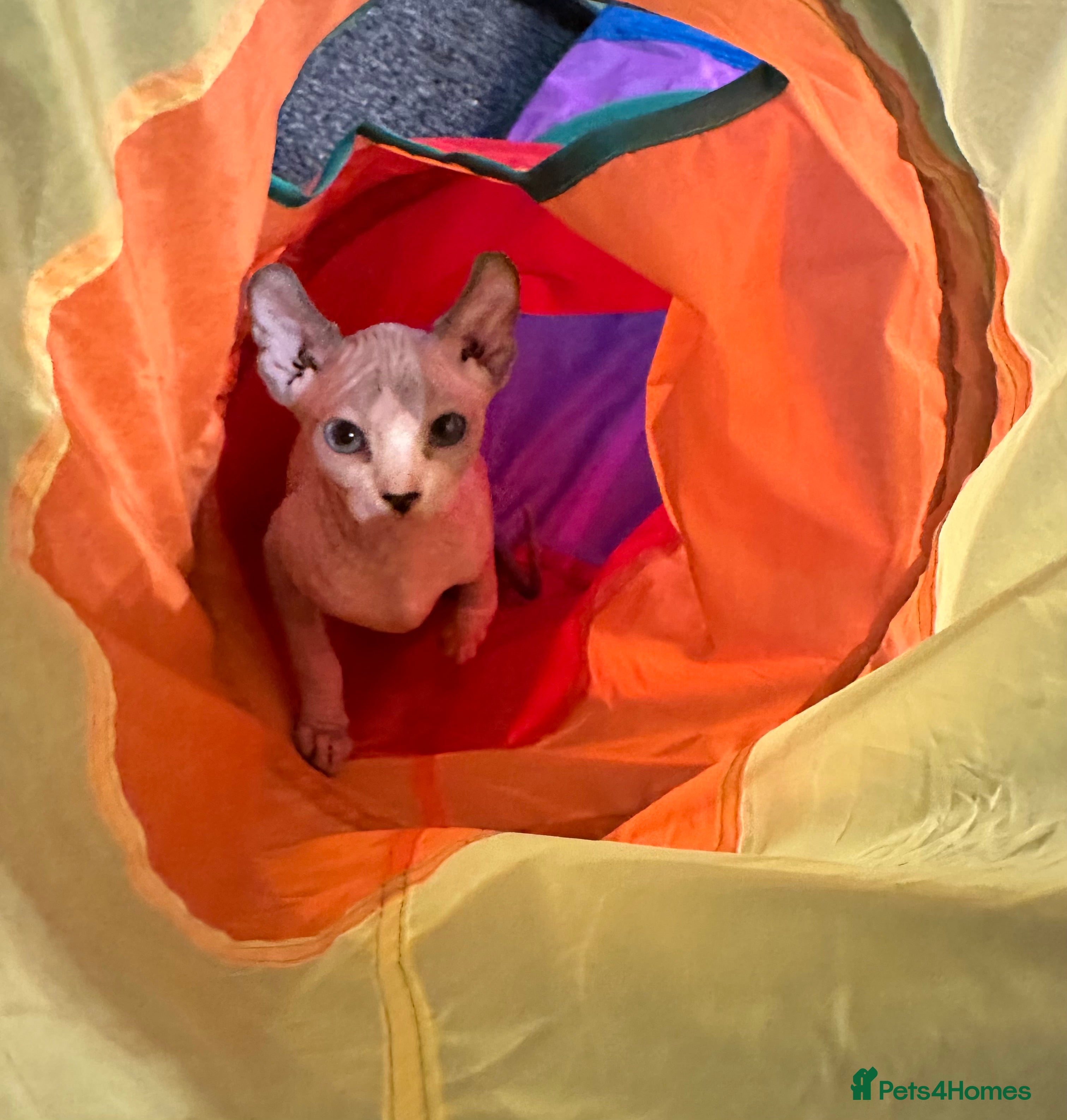 Sphynx cats ✨3 adorable Sphynx seeking loving homes✨ - Advert 5