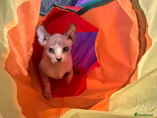 Sphynx cats ✨3 adorable Sphynx seeking loving homes✨ - Advert 5