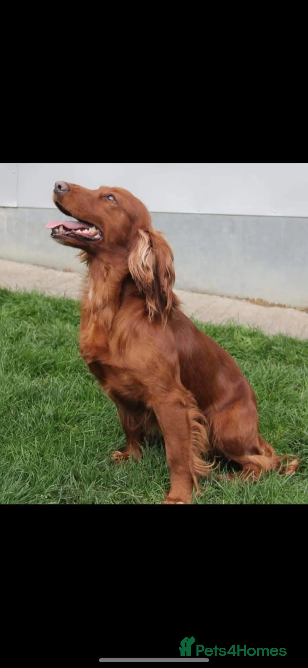 Cocker Spaniel dogs for sale: Adorable and Sweet Cocker Spaniel Boy - Advert 1