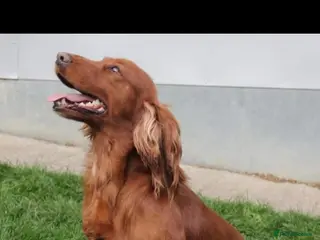 Cocker Spaniel dogs Adorable and Sweet Cocker Spaniel Boy in Harrogate - Advert 1