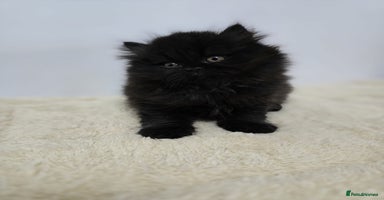 British Shorthair cats Gorgeous British Shorthair & Longhair Kittens - Advert 7