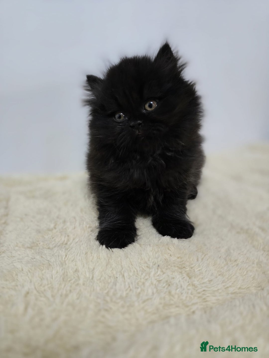 British Shorthair cats for sale: Gorgeous British Shorthair & Longhair Kittens - Advert 3