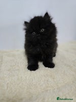 British Shorthair cats Gorgeous British Shorthair & Longhair Kittens - Advert 2