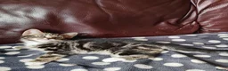 Mixed Breed cats for sale: Main Coon mixed breed  - Advert 8