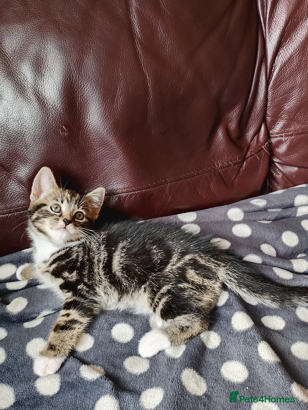 Mixed Breed cats for sale: Main Coon mixed breed  - Advert 8
