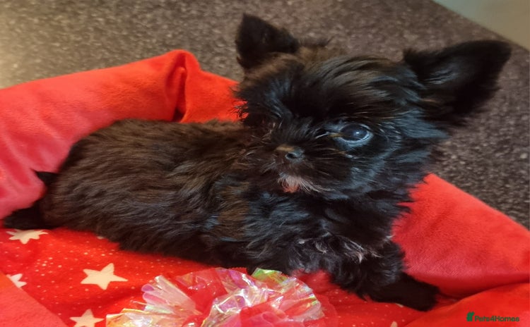 Yorkshire Terrier dogs - Advert 12