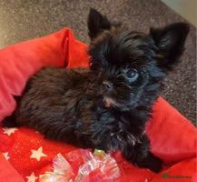 Yorkshire Terrier dogs - Advert 9